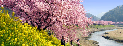 みなみの桜と菜の花まつり